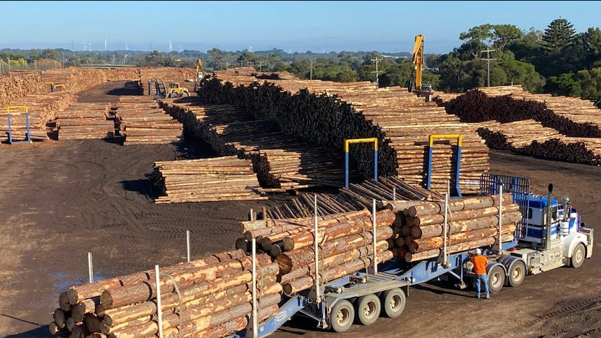 China's Timber Ban Reversal: A Boon for Australian Producers